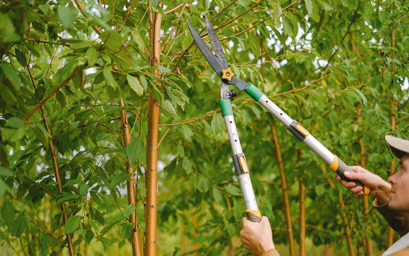 Tree trimming in Glasston, ND