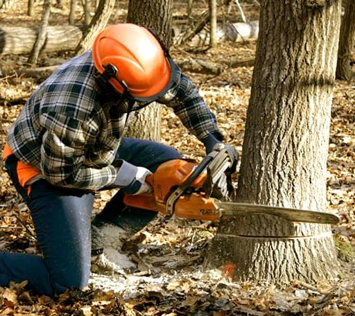 Tree Removal in Glasston, ND